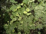 Cladonia carneola image