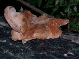 Tapinella atrotomentosa image
