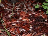 Mycena capillaripes image