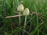 Mycena citrinomarginata image