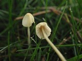 Mycena citrinomarginata image