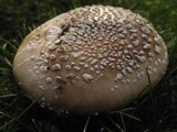 Amanita ameripanthera image