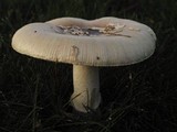 Amanita ameripanthera image