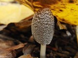 Coprinellus flocculosus image