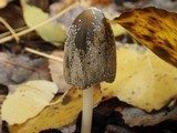 Coprinellus flocculosus image