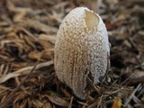 Coprinellus flocculosus image