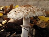 Chlorophyllum rachodes image