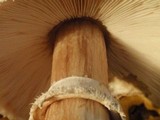 Chlorophyllum rachodes image