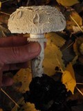 Chlorophyllum rachodes image