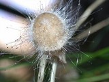Spinellus fusiger image