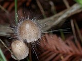 Spinellus fusiger image