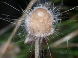 Spinellus fusiger image