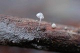 Mycena adscendens image