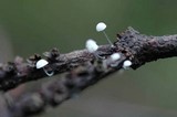 Mycena adscendens image
