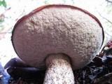 Leccinum manzanitae image