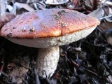 Leccinum manzanitae image