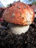 Leccinum manzanitae image