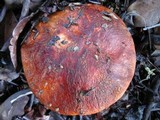 Leccinum manzanitae image