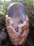 Amanita pachycolea image