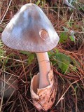 Amanita pachycolea image