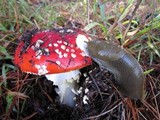 Amanita amerimuscaria image