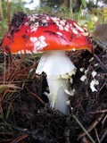 Amanita amerimuscaria image