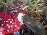 Amanita amerimuscaria image