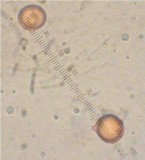 Amanita battarrae image