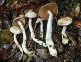 Cortinarius emunctus image