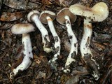 Cortinarius emunctus image