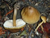 Entoloma formosum image
