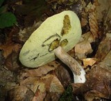 Boletus pallidus image