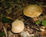 Boletus pallidus image