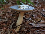 Amanita pachycolea image