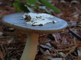 Amanita pachycolea image