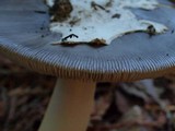 Amanita pachycolea image