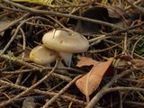 Hygrophorus agathosmus image