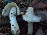 Inocybe sororia image