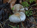 Inocybe lilacina image