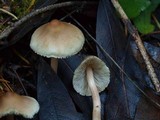 Inocybe lilacina image