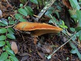 Lactarius rubrilacteus image