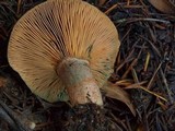 Lactarius rubrilacteus image