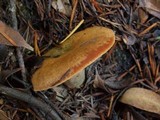 Lactarius rubrilacteus image