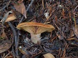 Lactarius rubrilacteus image