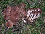 Pholiota terrestris image