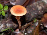 Tubaria confragosa image