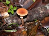 Tubaria confragosa image