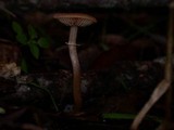 Tubaria confragosa image