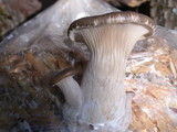 Pleurotus pulmonarius image