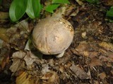 Retiboletus griseus image